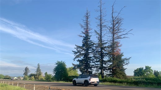Douglas fir die-off spreads into Willamette Valley amid drought