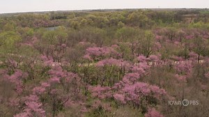 332 reactions · 229 shares | Check out the vivid colors of Red Haw State Park from the air in this special clip from our upcoming Livestream: Iowa Outdoors' 100th Anniversary of Iowa State Parks. Watch the full program on air or online via Facebook, Youtube, or iowapbs.org on Wednesday, March 4 at 6:30 p.m. | Iowa PBS | Facebook