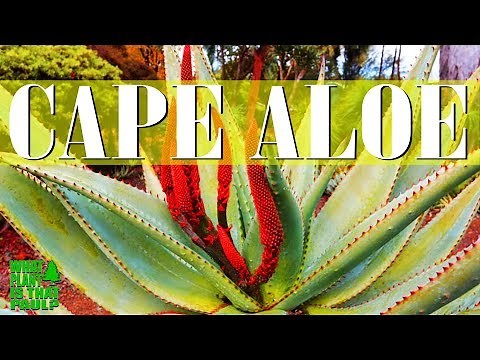 Cape Aloe - Commonly known as bitter aloe is a species of aloe indigenous to southern Africa