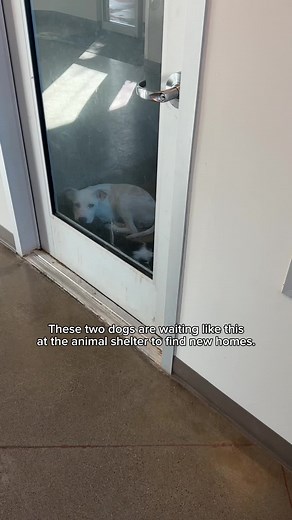 Taking a second to share this could change their lives! ❤️ And here’s how to adopt ⬇️ Adopt Snowflake, animal ID A844972, and Phoenix, animal ID A846427, at Bradshaw Animal Shelter, located at 3839 Bradshaw Rd in Sacramento, CA. The shelter is open from 12-5pm Tues-Sun, 12-6pm on Weds. No appointments are needed. #sacramento #adoptdontshop #dogscuddling #dogs #dog #cutedog #cuteanimals #adorabledog #animalshelter #rescuedog #shelterdog #petsoftiktok #dogsoftiktok