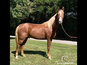 Tennessee Walking Gaited Trail Horse For Sale