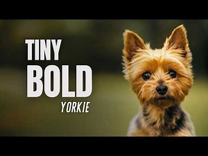 Yorkshire Terrier: 6 Questions Every Owner Should Know
