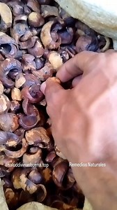 Caesalpinia coriaria. una planta con muchos beneficios para la salud. También conocida como dividivi, agallo, nacáscalo, nacascalote. | Remedios Naturales