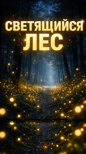 Светящийся лес существует… и это не CGI
