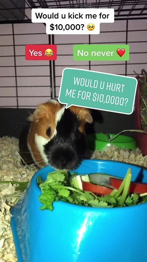 Shoutouts to @nba_productions_24 @yoalttifletes #guineapig #snickertheguineapig #FerragamoLetsDance #GossipGirlHere #fyp #fypシ #4u #4upage