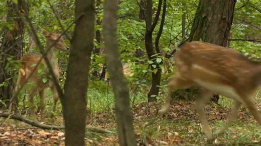 Will a wolf kill you