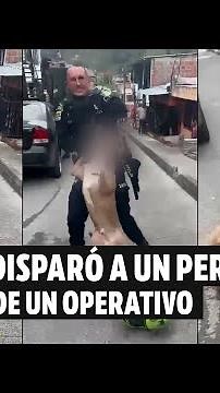 Policía disparó a un perro de raza pitbull en medio de un operativo en Manizales | El Espectador