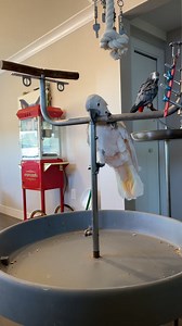 7.8K views · 866 reactions | Thursday Night | Lucky Lou and Coco Too | Facebook