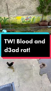 Karate Chicken Kicks Down Rat