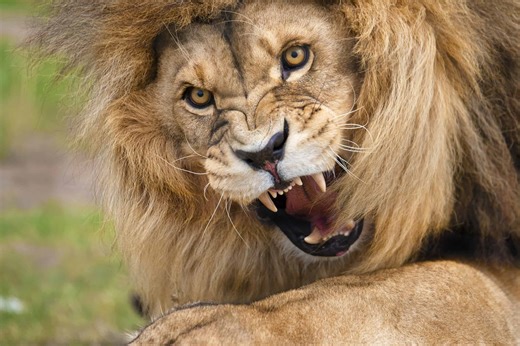 The Deadliest Lion Attacks in Human History