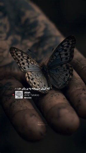 -&PL on Instagram‎: "من شباهت دارم به پروانه کلا 🦋 COD:331"‎