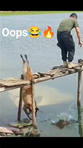 😂 Try Not To Laugh at These Wild Animal Fails! 😹 Epic Funny Pet Moments