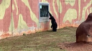 Luke 🐵, 33, is one of the oldest chimps at our sanctuary. He's also one of the most extroverted chimps when it comes to people, and he's always curious about someone new walking around the habitat. He recently showed his excitement by giving a tour group a fun encounter to remember! #LukeChimp | Project Chimps