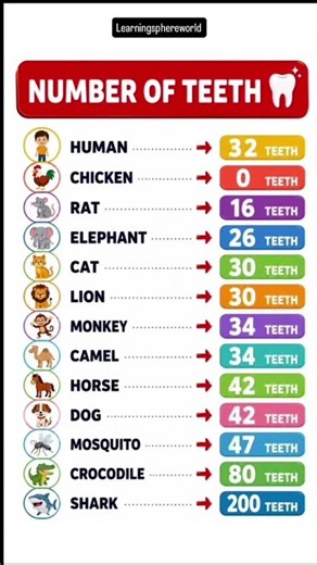 🦷 How Many Teeth Do Humans Have? 😱 | Number of Teeth | Amazing Facts |