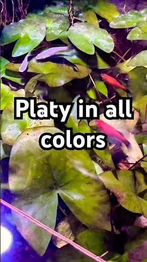 platy can be in any color imaginable!! (English)