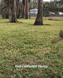 18K views · 51 reactions | Cudi, Remi, and Henry are just three of the nearly 9 million pets who have been adopted through PetSmart Charities' adoption programs. Help us reach 9 million at National Adoption Weekend, November 8-10. | PetSmart Charities | Facebook