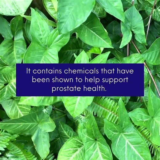 Pygeum | Action Labs for Men