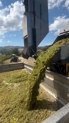 INSANE GRAPE HARVEST: TONS Of Green Grapes Dumped In Trailer #viral #farming #farmlife #gardening
