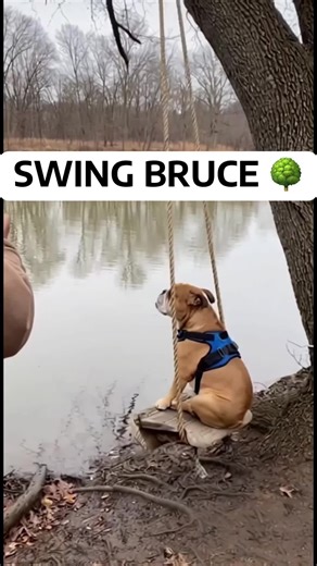 Turns out the tree wasn’t built for Bruce 🌳😅 #bulldogbruce #dogsoftiktok #funnydogs #bulldog
