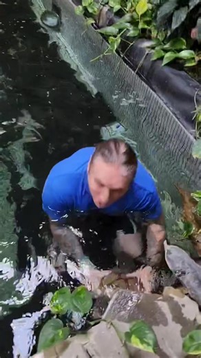 34K views · 391 reactions | Catching Giant Mexican Musk Turtle #turtle #reels | Ohio Fish Rescue | Facebook