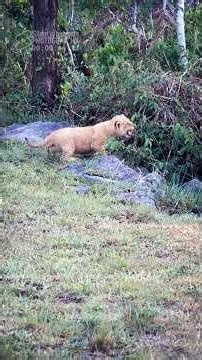 CRYING FOR HELP! 🔊 The Fussiest Tiny Lion Cub In Kenya 2026! 🦁