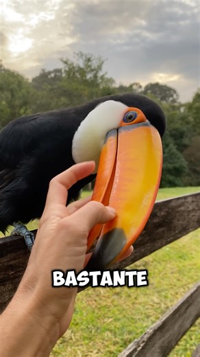 ¿Cómo suena la cucaburra risueña? #viralvideo