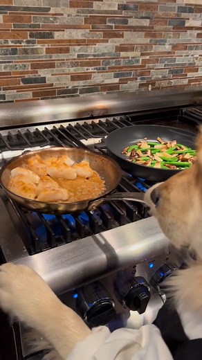 12K views · 835 reactions | Dad put in a special request for one of his favorites tonight. Dad gets what dad wants! Making Maple Miso Cod with Sugar Snap Peas, Trumpet, Shiitake and Oyster Mushrooms #doggo #food #dog #doglover #chef #goldenretriever #goldenretrieverlove #goldenretrieverpuppy #gourmet #gourmetfood #foodie #goldenretrieverlovers #doglovers #doglife #chef #dogstagram #dog #golden #foodlover #foodstagram #foodphoto | Cooking With Badger | Facebook