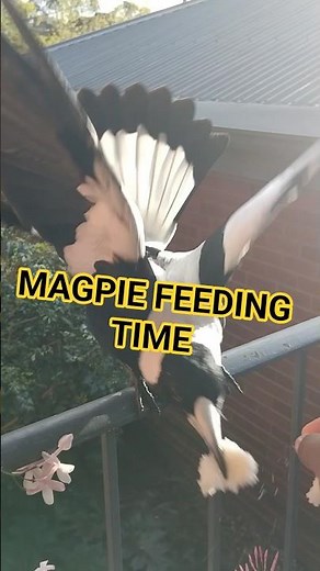 Australian Magpie feeding time (got really close) 🥰😛😋