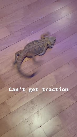 Bearded Dragon Running on Wood Floors