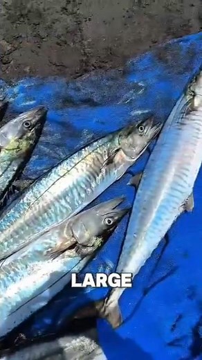 Huge Mackerel With Sharp Teeth Tear The Net😱