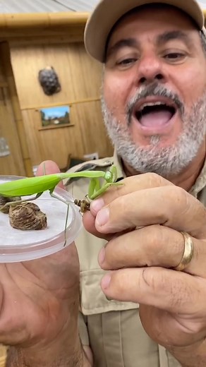 Praying Mantis Feeding Time: Do They Bite Humans?