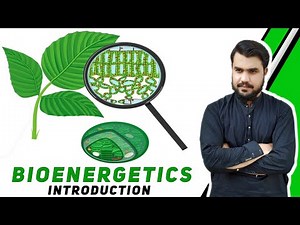introduction to bioenergetics | bioenergetics introduction class 11