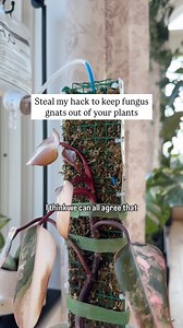 64K views · 577 reactions | Fungus Gnat hack 烈 I’ve been making my...