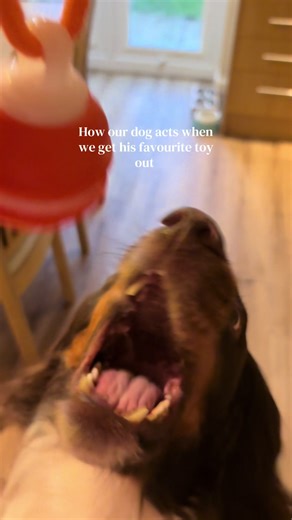 Can’t come between spaniels and their toys 😅 #cockerspaniel #spaniel #sprocker #workingcockerspaniel