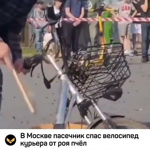 В Москве пасечник спас велосипед курьера от роя пчёл