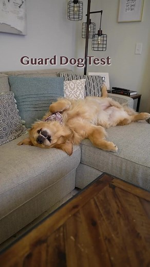 World’s scariest guard dog! #goldenretriever #tbt | Ellie Golden Life