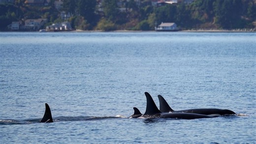 New baby orca calf spotted with J-Pod in Puget Sound