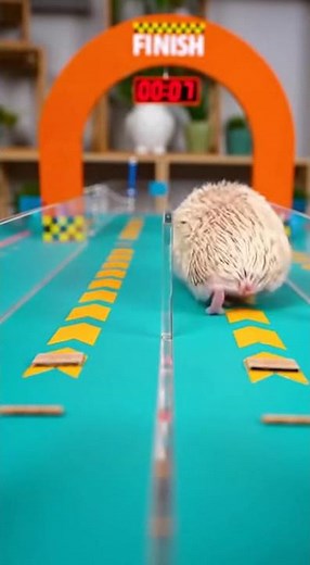 Hedgehog Reflex Maze Race with Toy Mouse