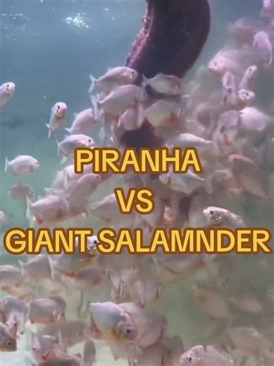 zavier aquatic (@zavier.aquatic)’s video of salamander