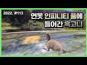 가물치 연못???에 아기 흑조가 들어갔습니다