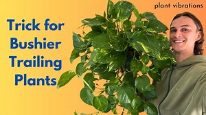 Make leggy trailing indoor plants bushy - Pothos, Philodendron, Scindapsus & more houseplants