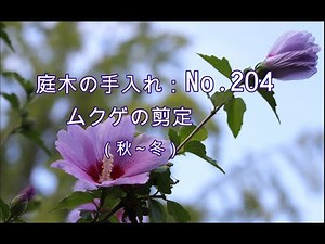 No.204_ Mukuge (after flowering, winter pruning)