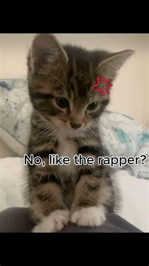 WRAPPER!? #cat #catphotos #funny #catmemes #cute #trending #fypシ #viral #kitten #happy #memes