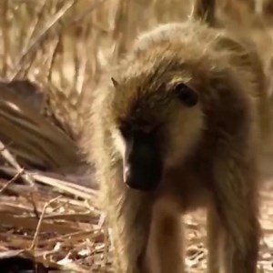 20K views · 477 reactions | Leopard Vs Impala, Baboon - Amazing Baboons Save Impala From Cheetah Attack In Africa.mp4 | TJ Walker | Facebook