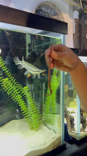 My Florida Gar was up for the task to take on this big ole earth warm! #fish #monsterfish #garfish #aquarium #fishfeeding ##aquabeasts | Aqua Beasts