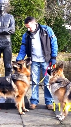 German Shepherds weren't bred for this... or were they #SecurityDogs #K9 #Respect