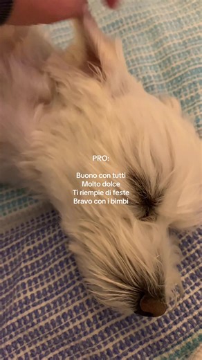 Maltese Dogs: Sweet Companions with Unique Traits