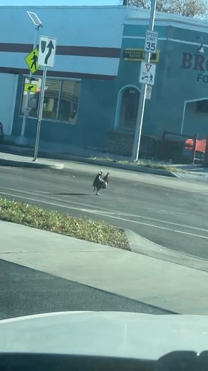 Why'd the chicken cross the road 😂😂😂 #onlyintoledo #funny #chicken #jokes #toledo #ohio | Charles Lee