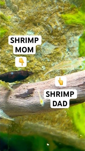 What happens when you mix shrimp?