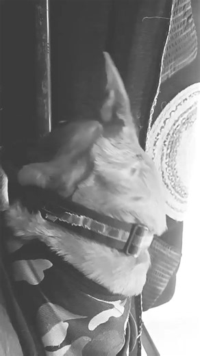 trending 🔥 #doge #edit #gorillatag #roblox